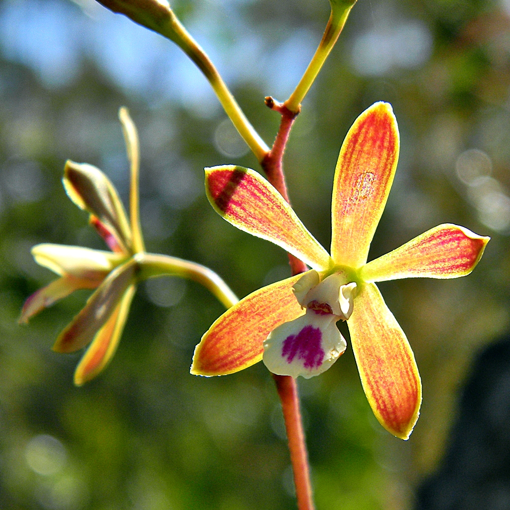 Butterfly_Orchid_(Crazy_Backlight)_(5792522843)