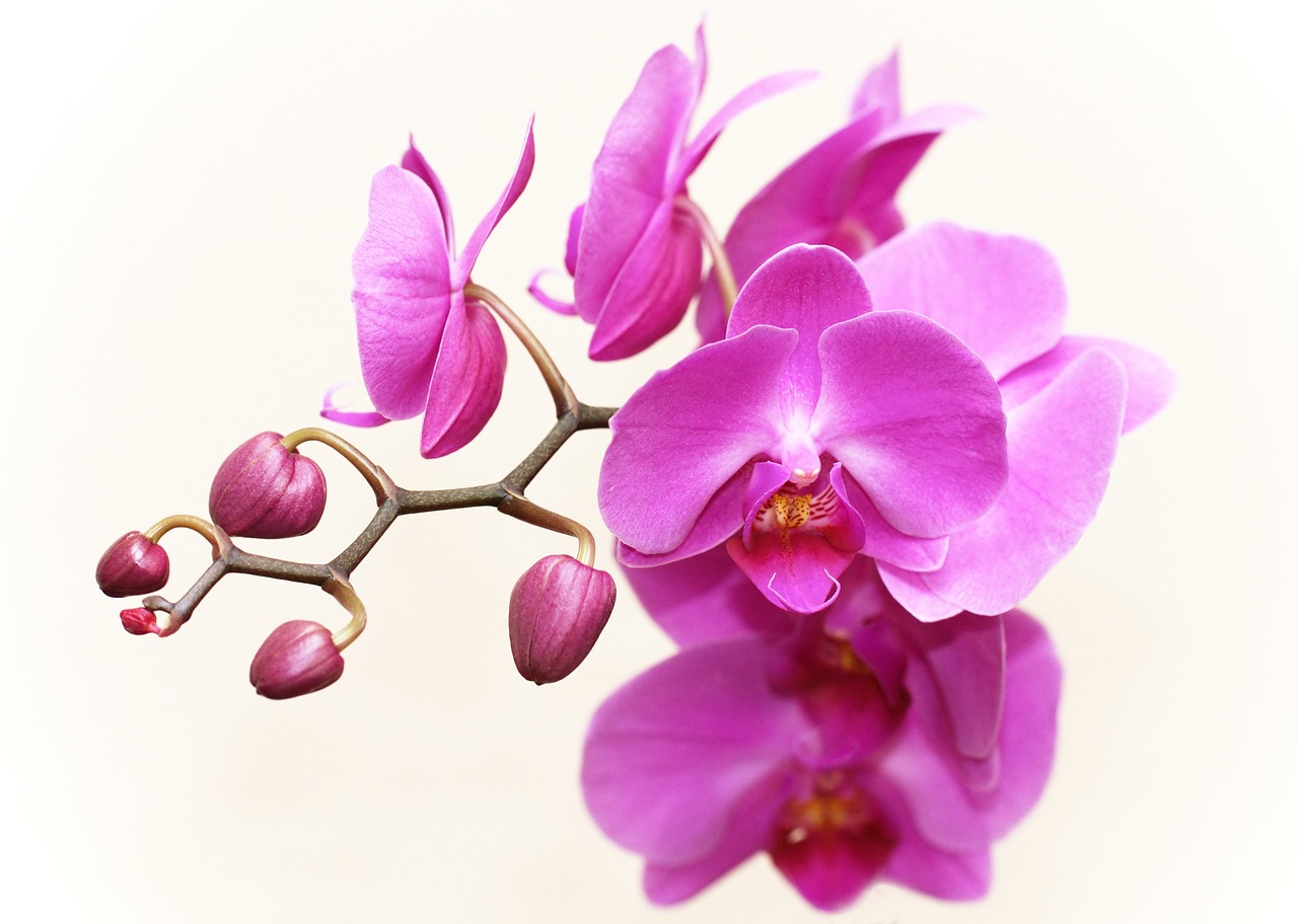orchid-2265587_1280